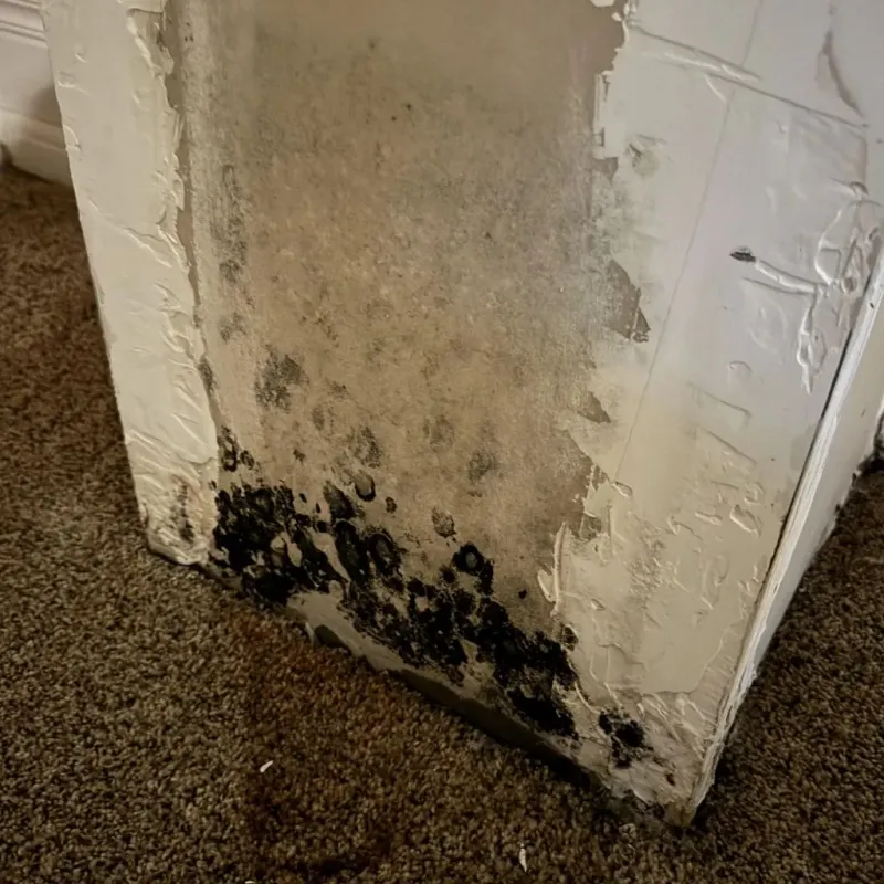 Professional Mold Removal in Clinton, NJ